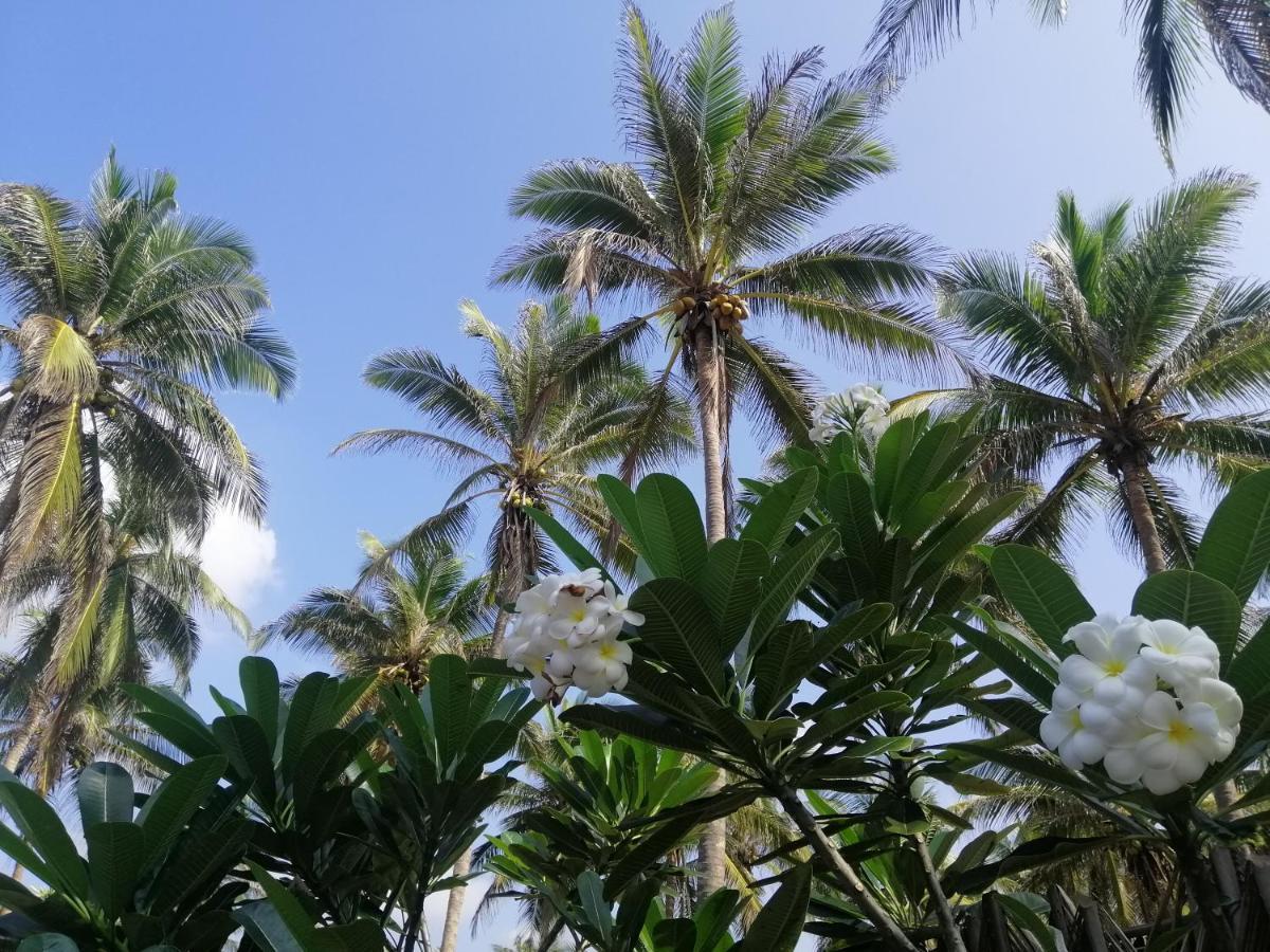 Nayan'S Paradise Kottanitivu Exteriör bild